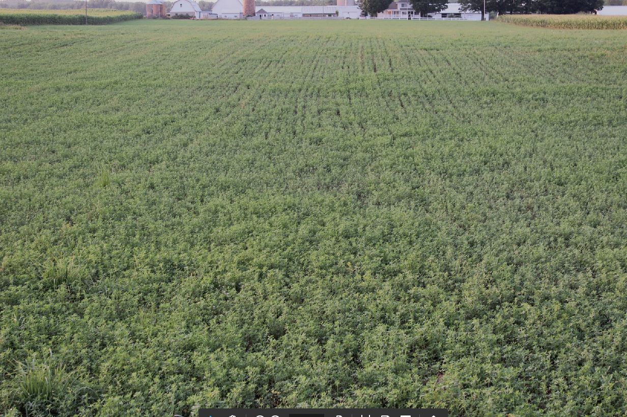 Field of crops